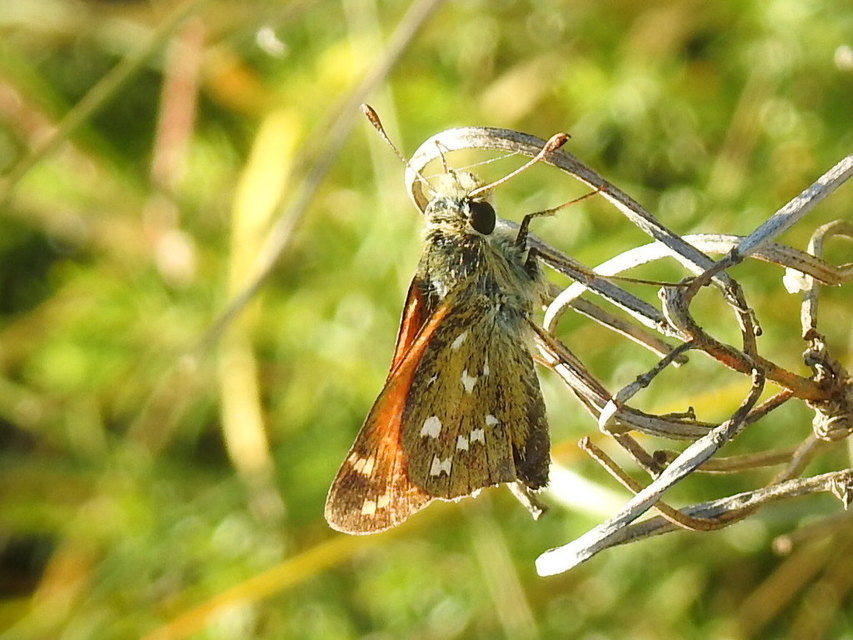 Hesperia comma - vesszős busalepke
