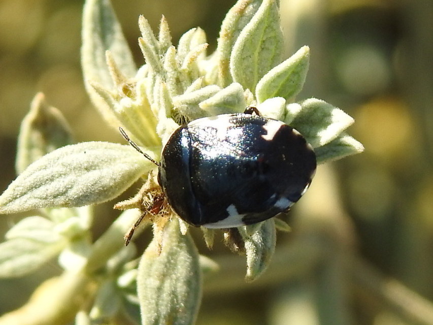 Tritomegas sexmaculatus - hatfoltos földipoloska