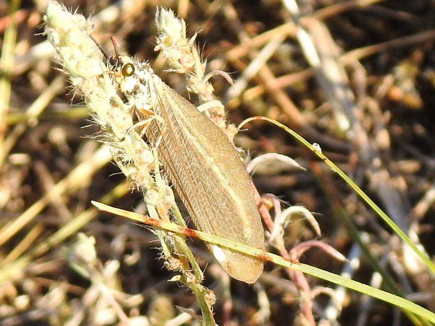 Myrmecaelurus trigrammus - hangyafarkas