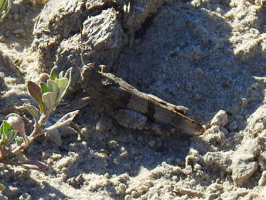 Oedipoda caerulescens - kékszárnyú sáska