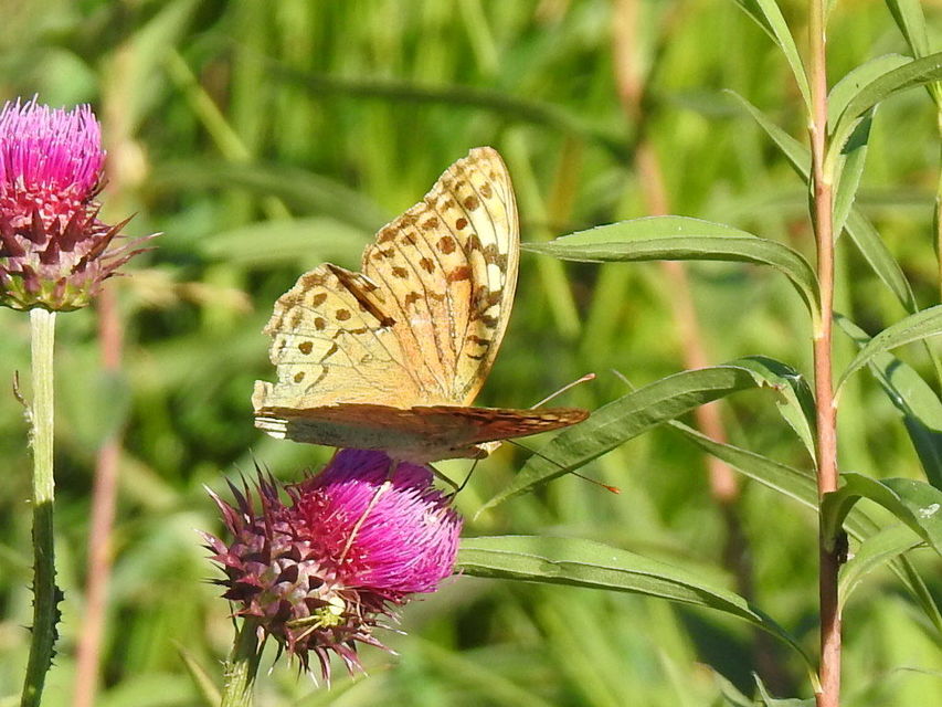 Argynnis pandora - zöldes gyöngyházlepke