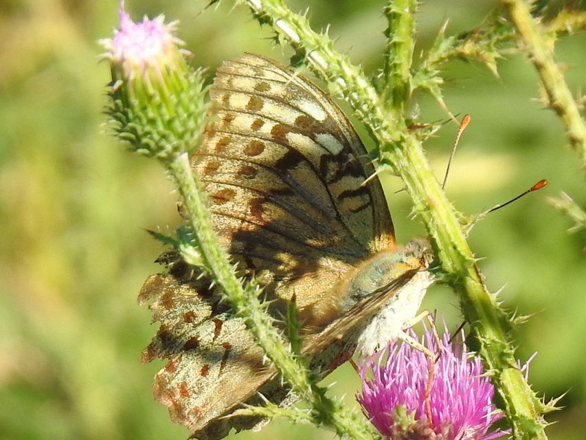 Argynnis pandora - zöldes gyöngyházlepke