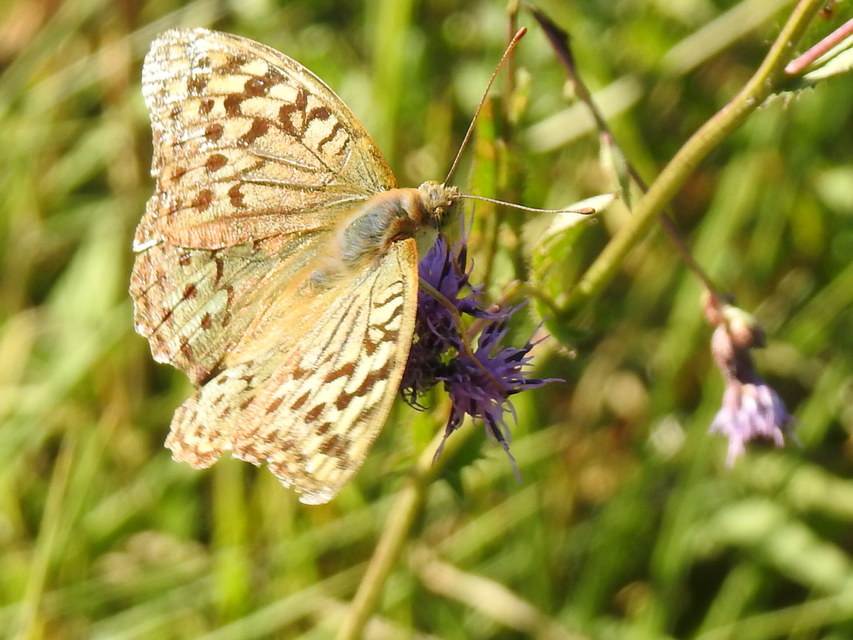 Argynnis pandora - zöldes gyöngyházlepke