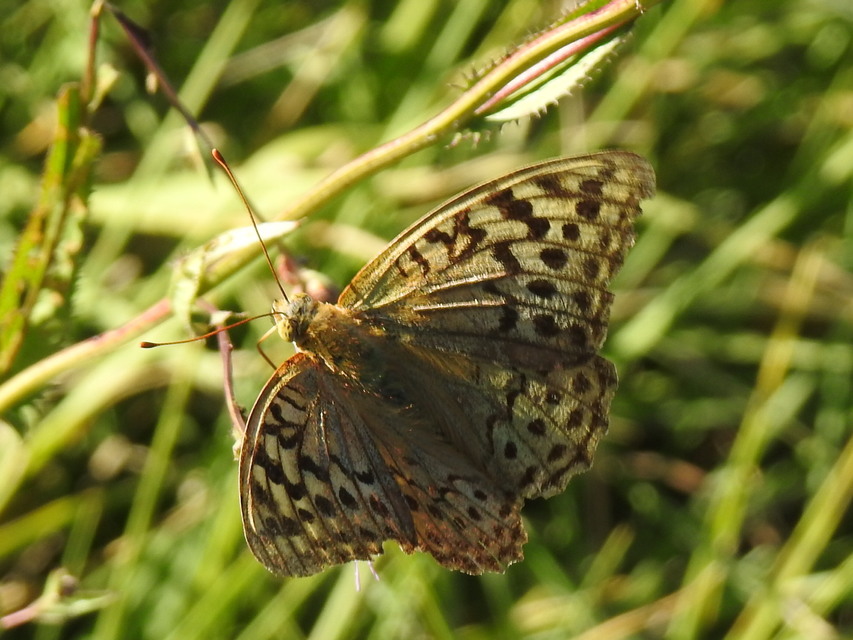 Argynnis pandora - zöldes gyöngyházlepke