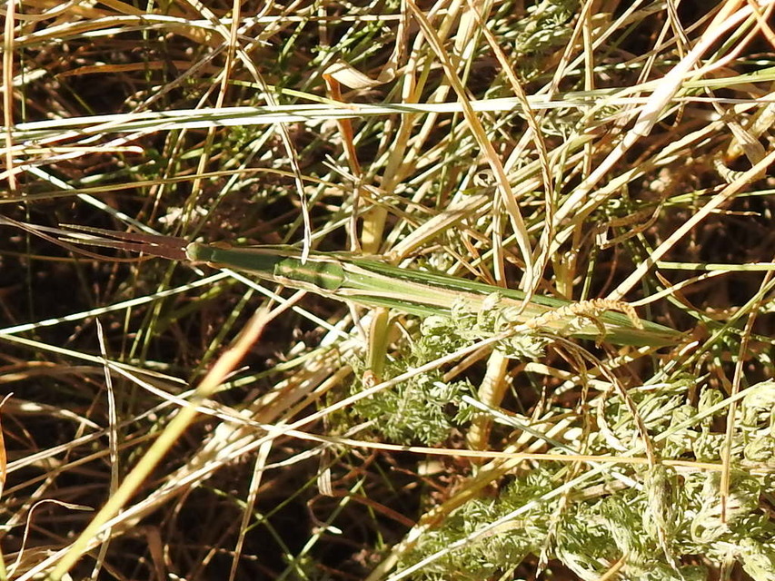 Acrida ungarica - sisakos sáska Acrida ungarica - sisakos sáska