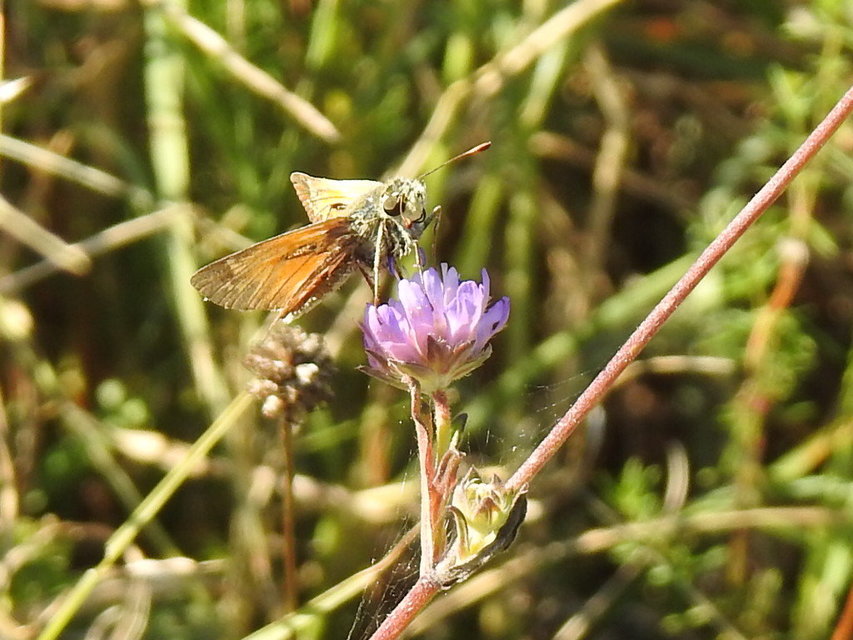 Hesperia comma - vesszős busalepke