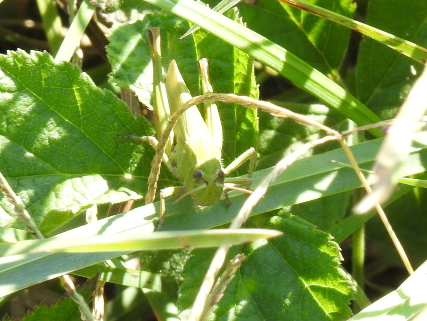 Chorthippus (Chorthippus) (subgenus)