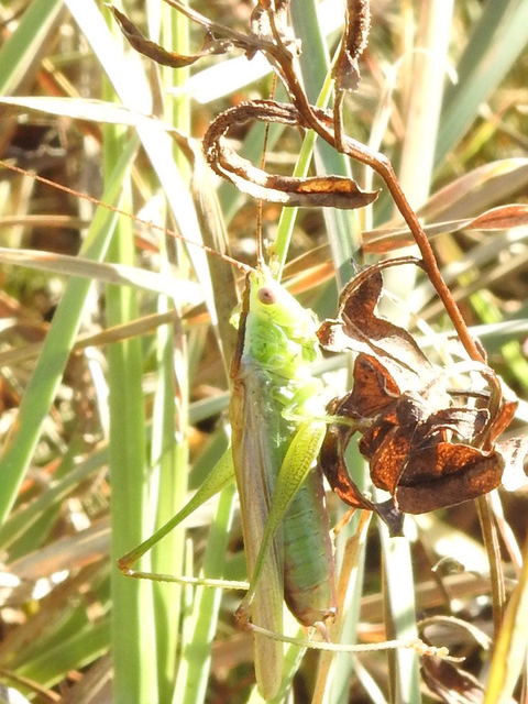 Conocephalus fuscus - kis kúpfejűszöcske