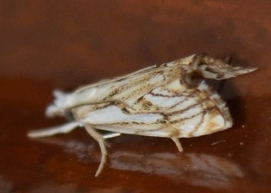 Catoptria falsella - hálós fűgyökérmoly