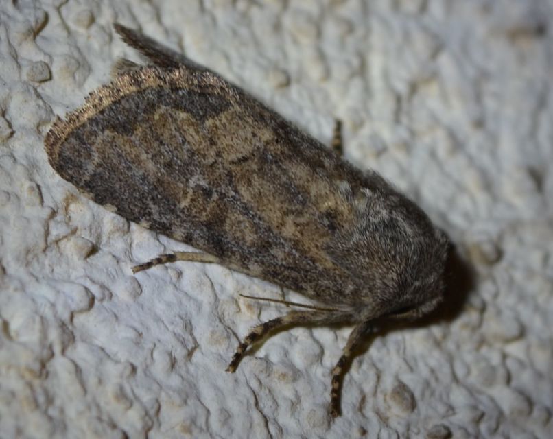 Luperina testacea - barnás szürkebagoly