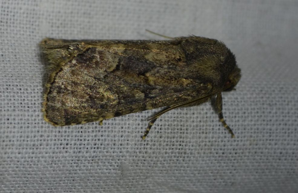 Luperina testacea - barnás szürkebagoly