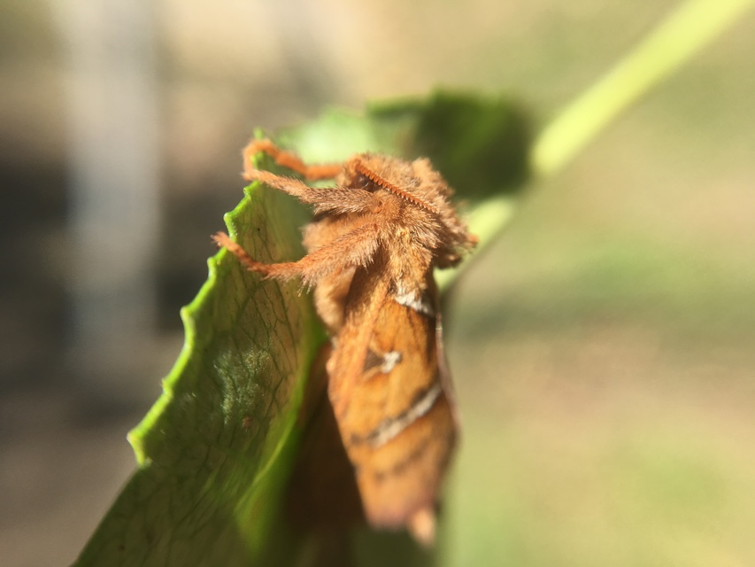 Triodia sylvina - kis gyökérrágólepke