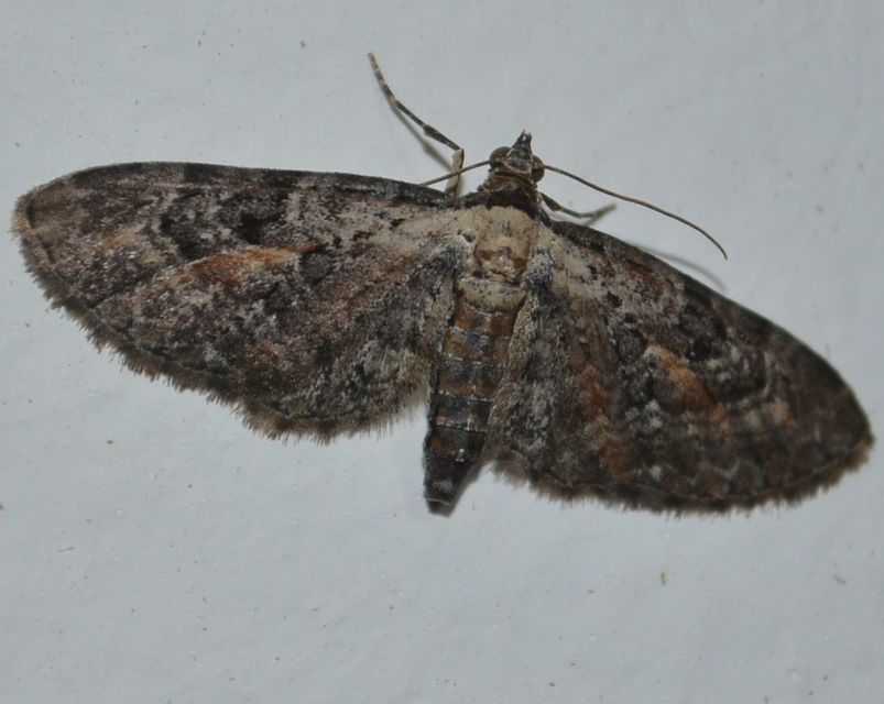 Eupithecia icterata - rozsdafoltos törpearaszoló