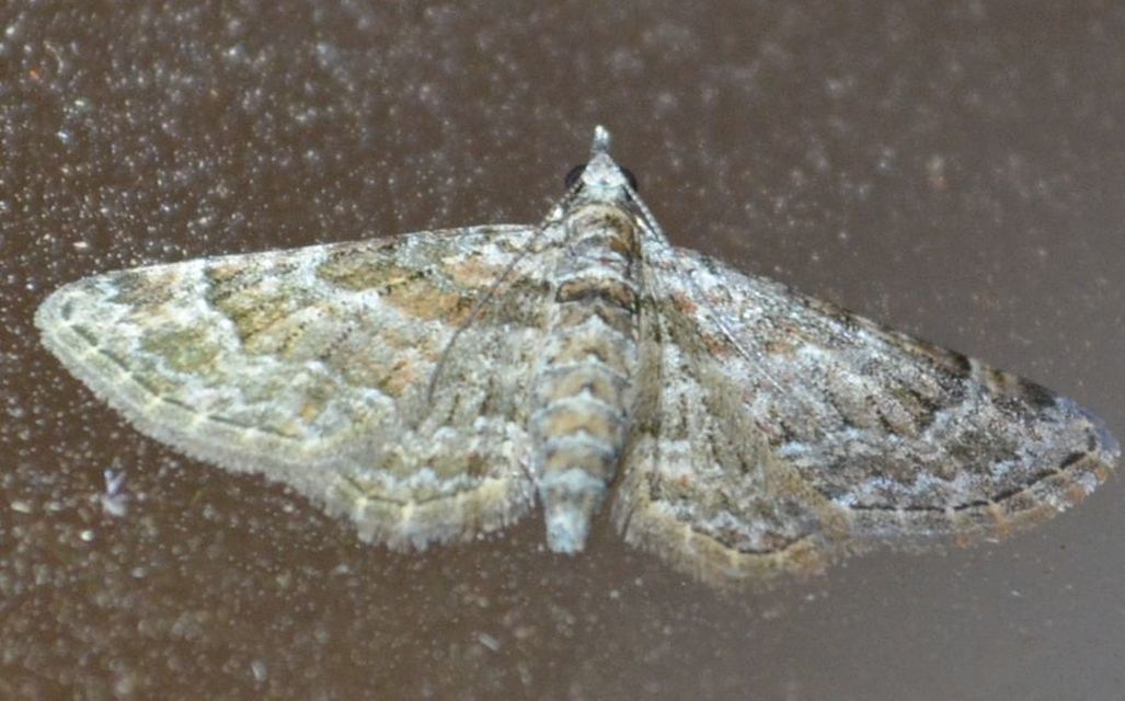 Gymnoscelis rufifasciata - vöröscsíkos törpearaszoló