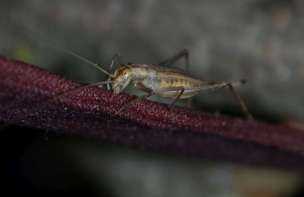 Oecanthus pellucens - pirregőtücsök