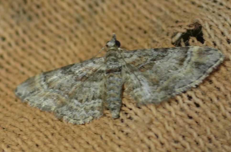 Gymnoscelis rufifasciata - vöröscsíkos törpearaszoló