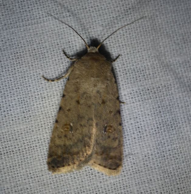 Paradrina clavipalpis - közönséges selymesbagoly