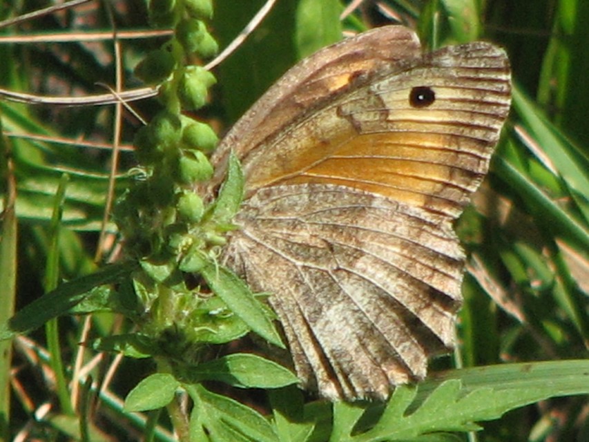 Arethusana arethusa - közönséges szemeslepke