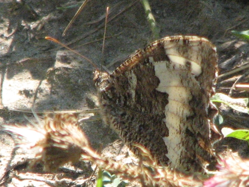 Brintesia circe - fehéröves szemeslepke