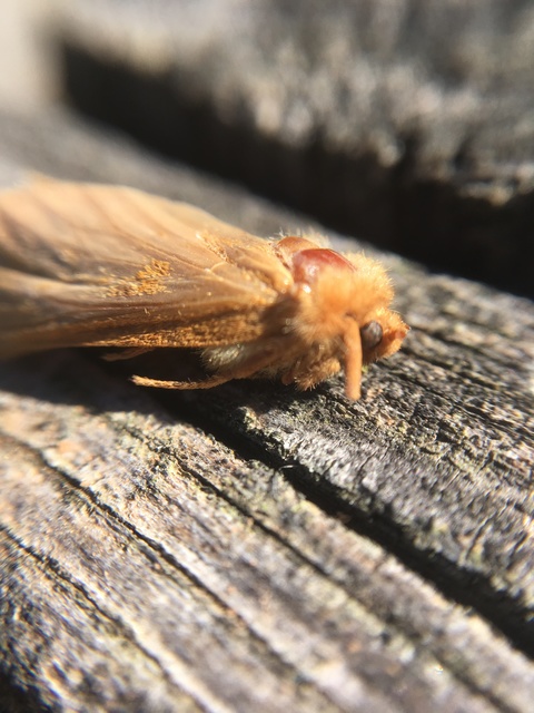 Triodia sylvina - kis gyökérrágólepke