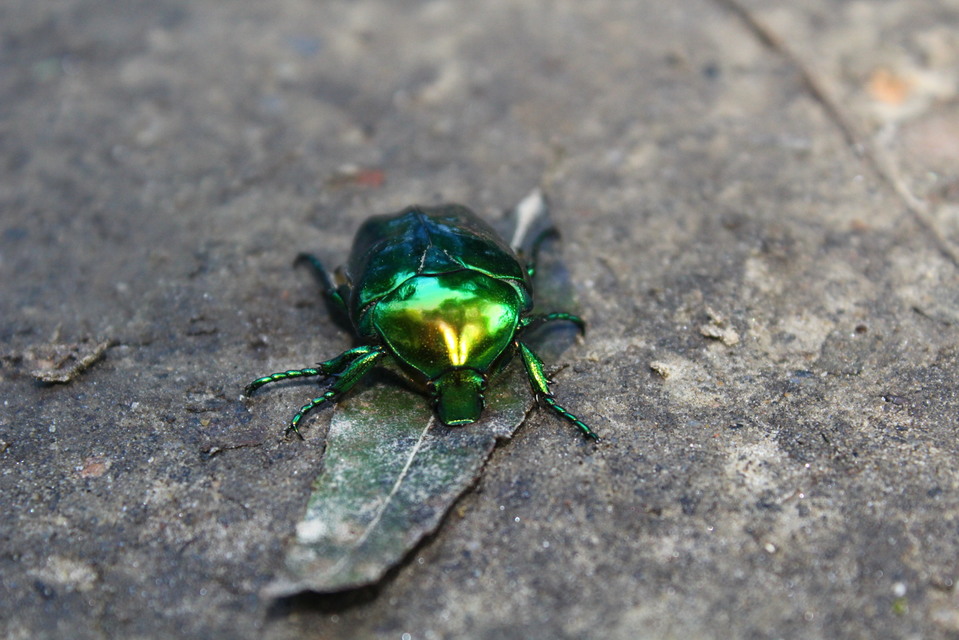 Protaetia speciosissima - pompás virágbogár