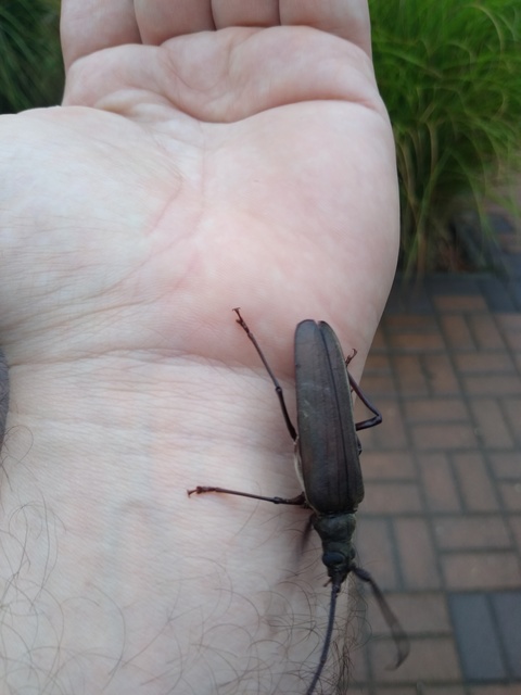 Aegosoma scabricorne - diófacincér