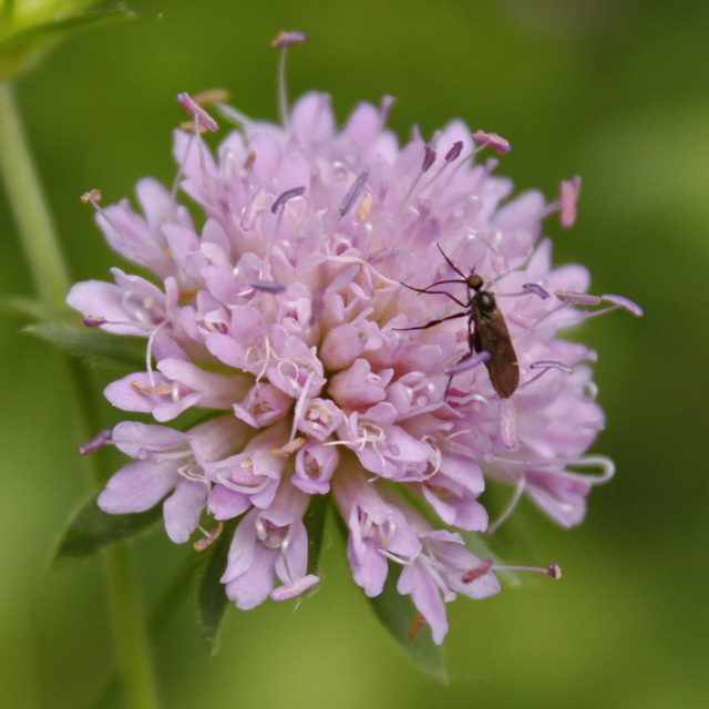 Empis