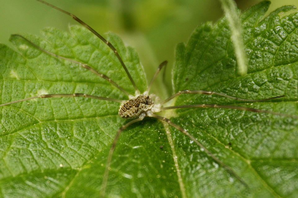 Mitopus morio