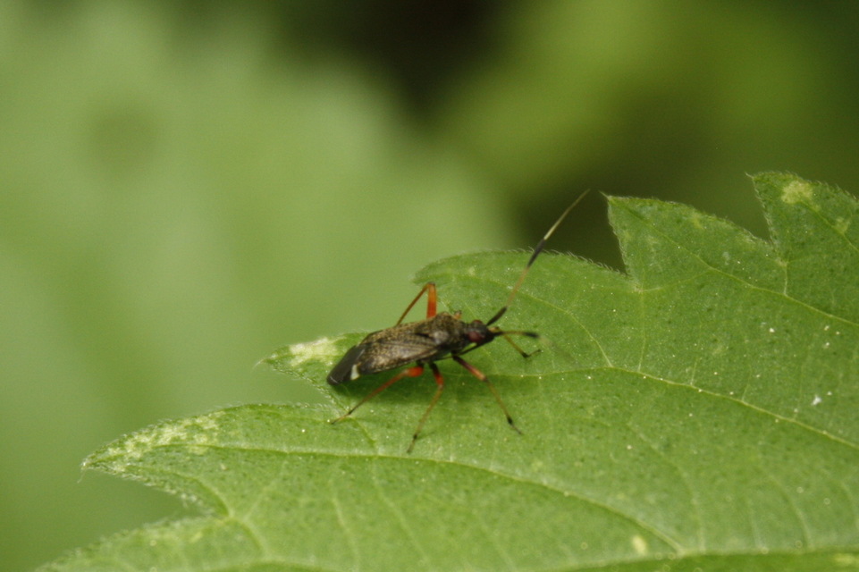 Closterotomus