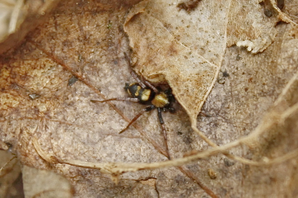 Callilepis schuszteri - vonalas kövipók