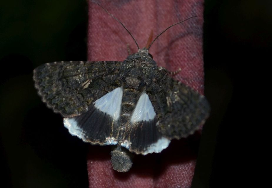 Anophia leucomelas - déli folyófűbagoly