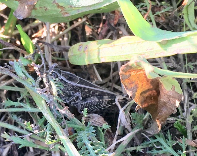 Calliptamus italicus - olaszsáska