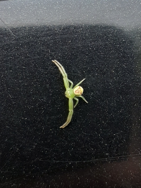 Ebrechtella tricuspidata - alakoskodó karolópók