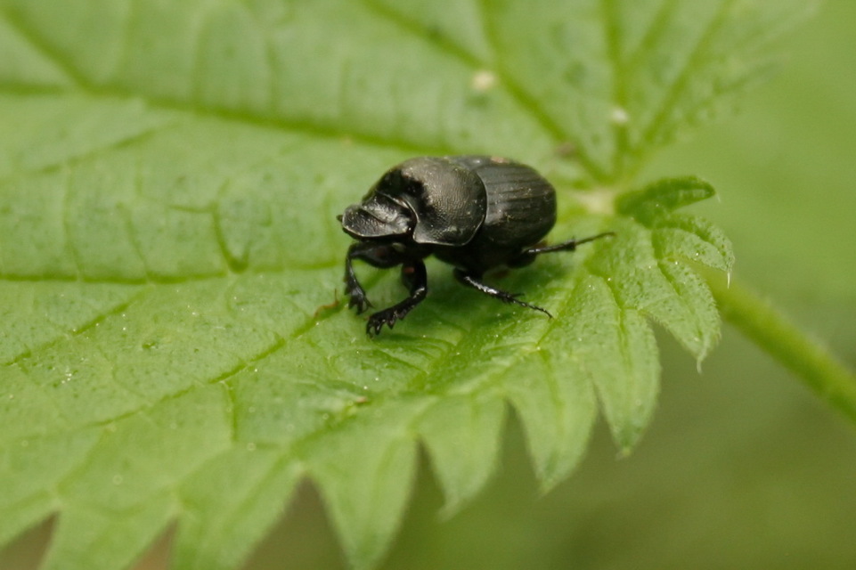 Onthophagus verticicornis - fekete trágyatúró