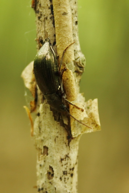 Stenomax aeneus - bronzos gyászbogár