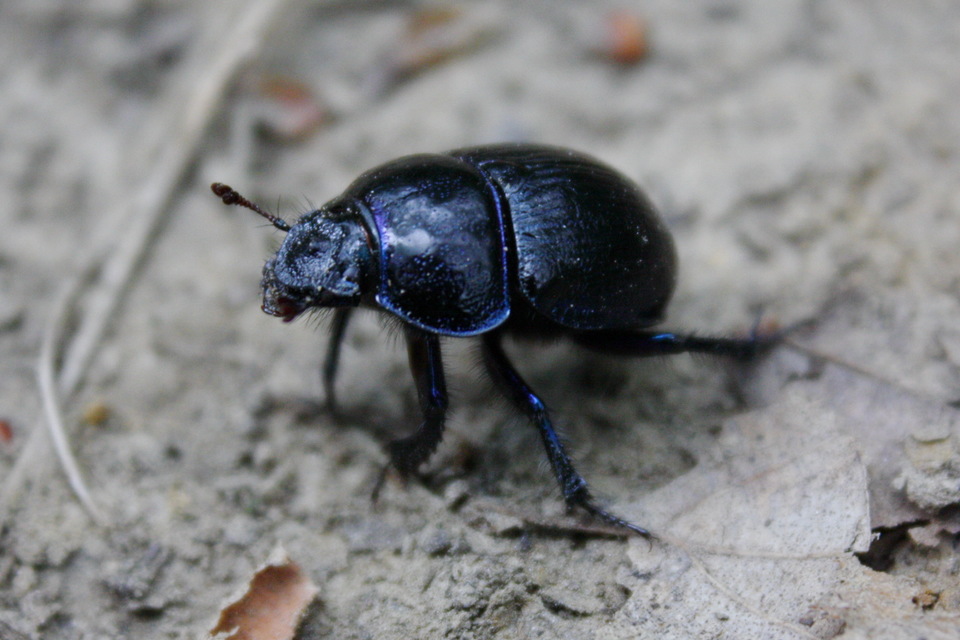 Anoplotrupes stercorosus - erdei álganéjtúró