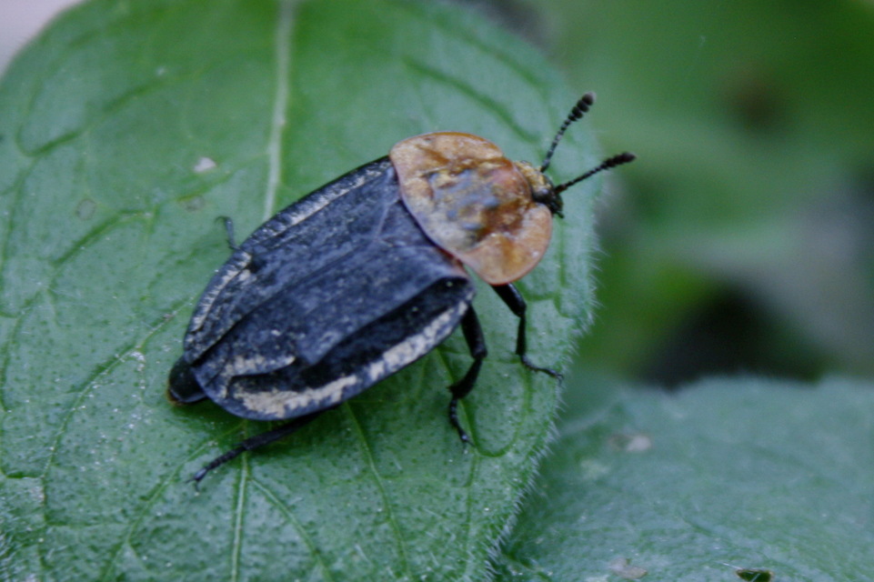 Oiceoptoma thoracicum - vörösnyakú dögbogár