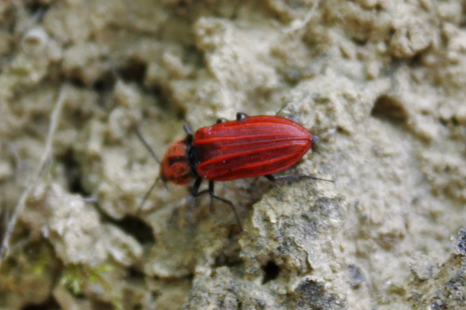 Anostirus purpureus - tűzvörös pattanó