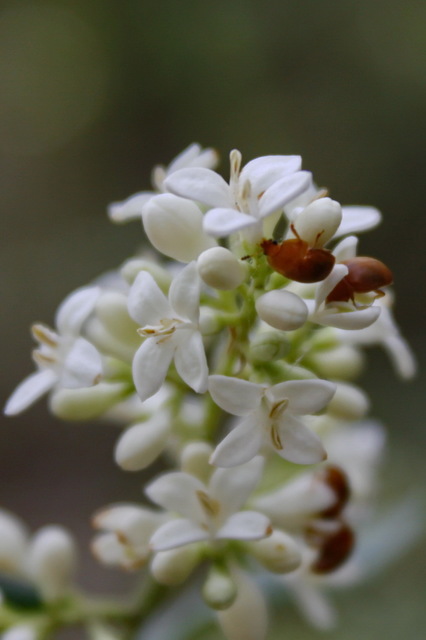 Cychramus luteus - sárga fénybogár Cychramus luteus - sárga fénybogár