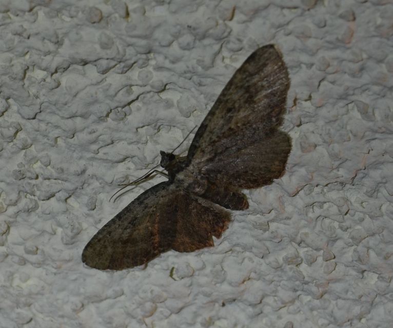 Eupithecia icterata - rozsdafoltos törpearaszoló