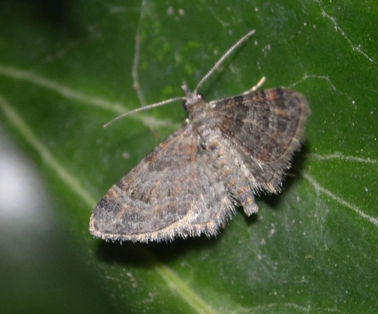 Gymnoscelis rufifasciata - vöröscsíkos törpearaszoló