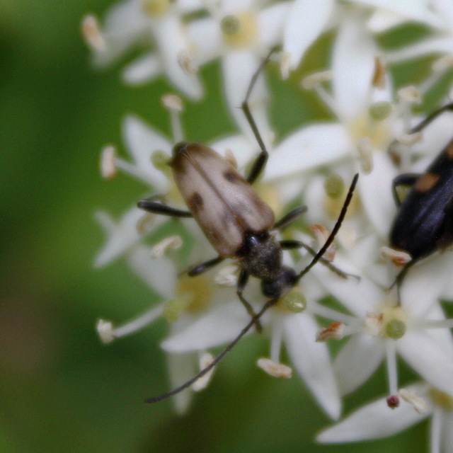 Pachytodes cerambyciformis - változékony virágcincér