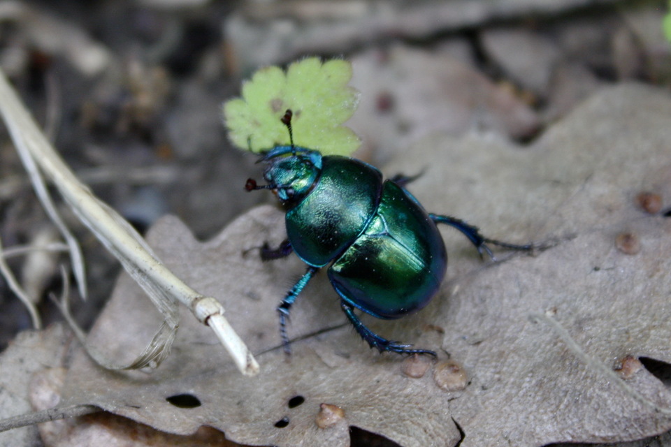 Trypocopris vernalis - tavaszi álganéjtúró