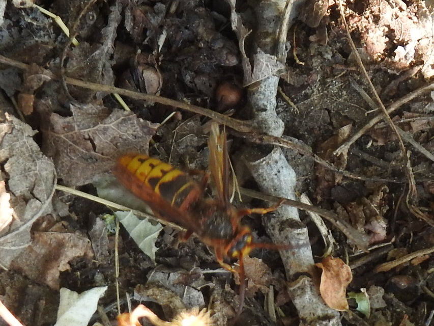 Vespa crabro - lódarázs
