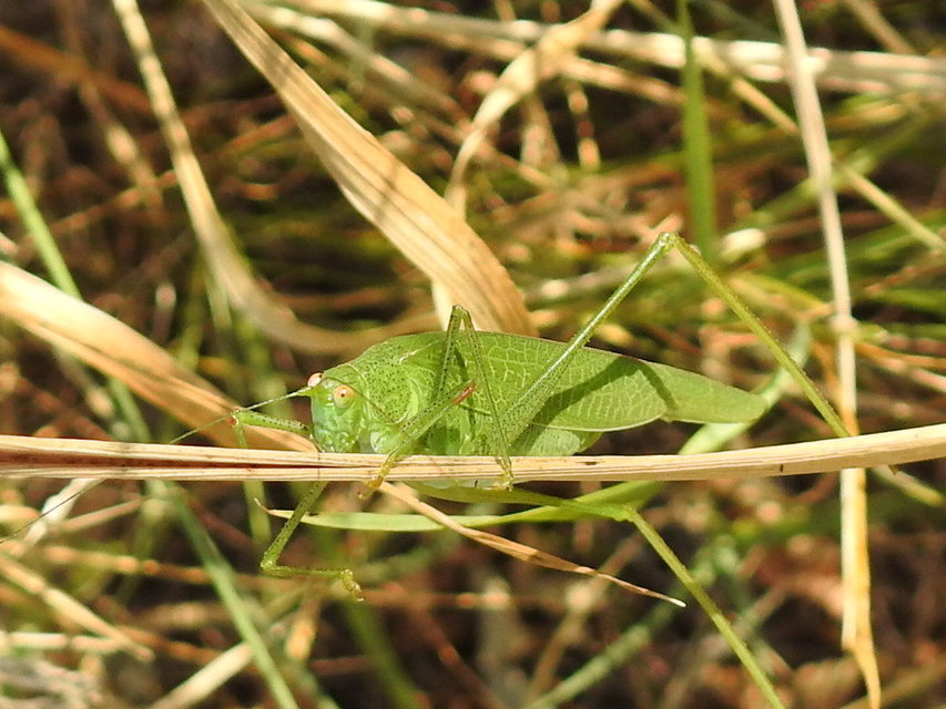 Phaneroptera nana - pontozott repülőszöcske