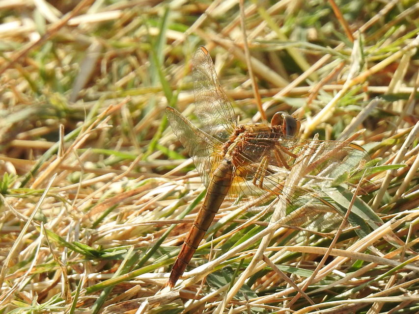 Crocothemis erythraea - skarlát szitakötő