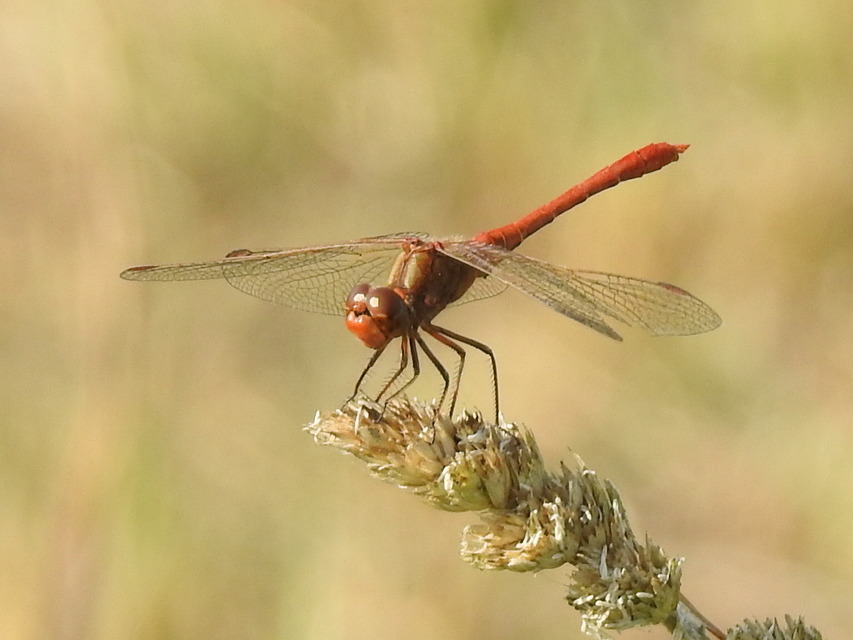 Sympetrum meridionale - fakó katona-szitakötő