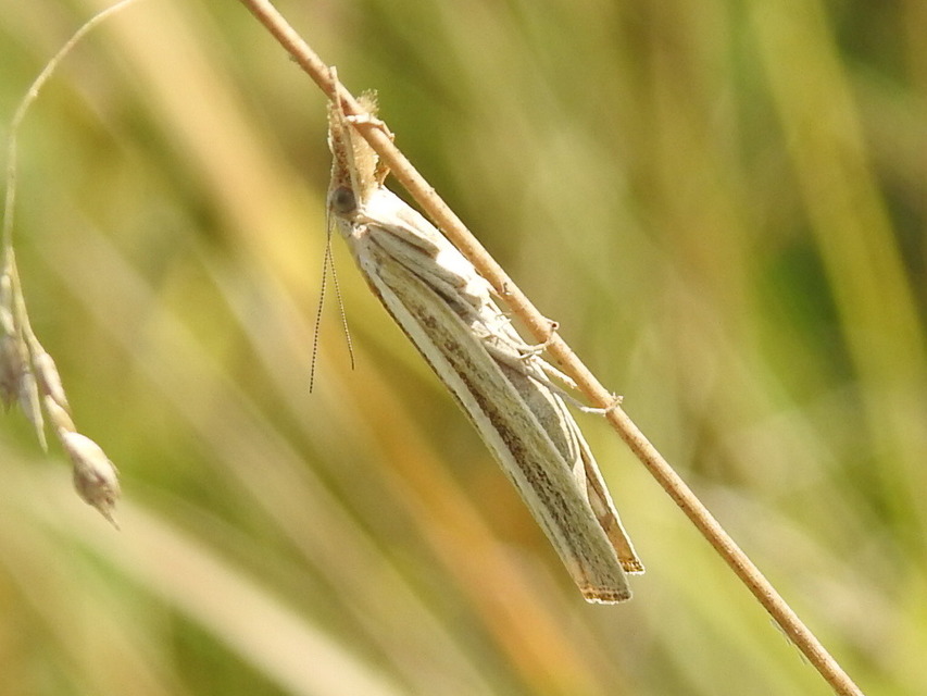 Agriphila deliella - őszi fűgyökérmoly