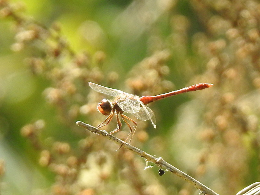 Sympetrum meridionale - fakó katona-szitakötő