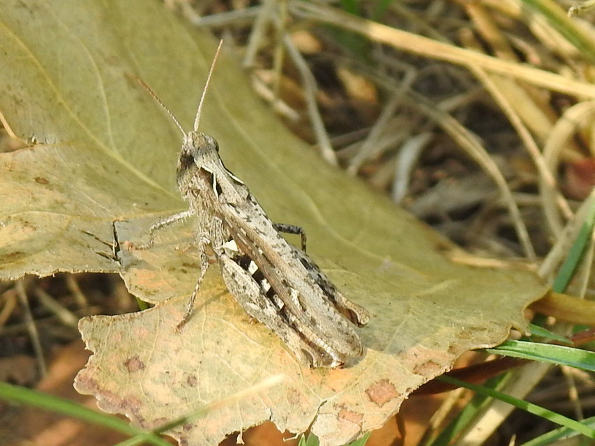 Chorthippus brunneus - közönséges tarlósáska